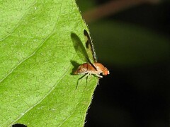 Toxonevra superba