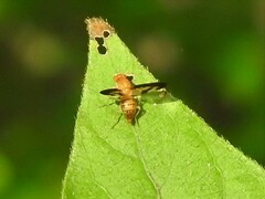 Toxonevra superba