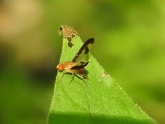 Toxonevra superba