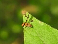 Toxonevra superba