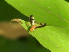 Toxonevra superba
