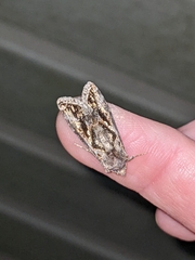 Argyrogramma verruca