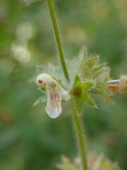 Stachys albens