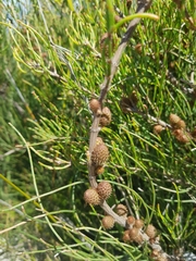 Allocasuarina paludosa