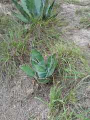 Agave salmiana