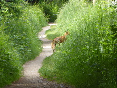 Vulpes vulpes crucigera