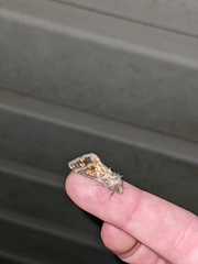 Argyrogramma verruca