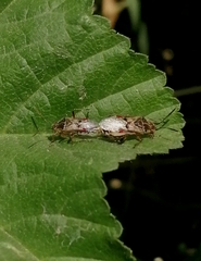 Liorhyssus