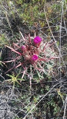 Ferocactus latispinus