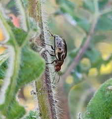 Zygogramma piceicollis