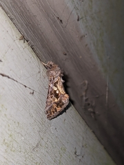 Argyrogramma verruca