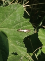 Liorhyssus