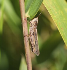 Orphulella pelidna