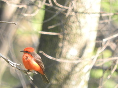 Pyrocephalus rubinus