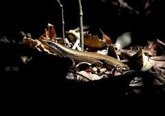 Eutropis macrophthalma