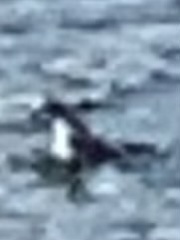 Synthliboramphus craveri