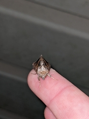 Argyrogramma verruca