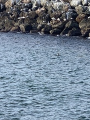 Synthliboramphus craveri