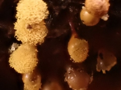 Hemitrichia calyculata