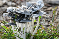 Coprinopsis lagopus