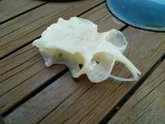 Mustelus