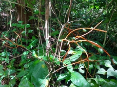 Chamaedorea tepejilote