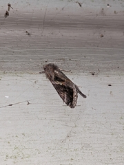 Argyrogramma verruca