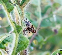 Zygogramma piceicollis