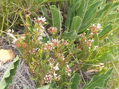 Agathosma capensis
