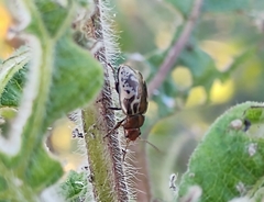 Zygogramma piceicollis