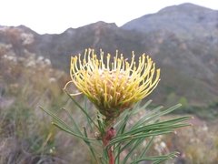 Leucospermum lineare