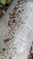 Hypoxylon fragiforme