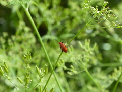Pyrochroa serraticornis