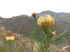 Leucospermum lineare