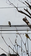 Tyrannus melancholicus