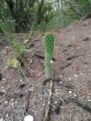 Opuntia lasiacantha