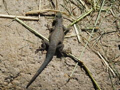 Sceloporus dugesii