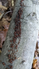 Hypoxylon fragiforme