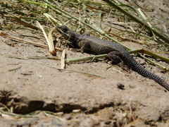 Sceloporus dugesii