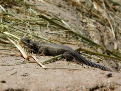 Sceloporus dugesii