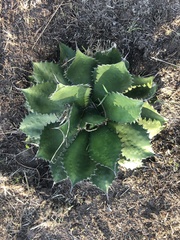 Agave guadalajarana