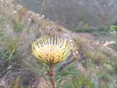 Leucospermum lineare