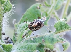 Zygogramma piceicollis