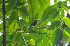 Mionectes oleagineus