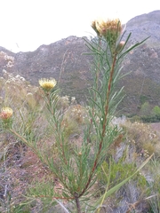 Leucospermum lineare