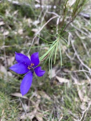 Cheiranthera alternifolia