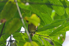 Mionectes oleagineus