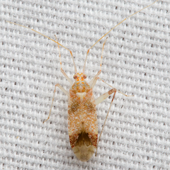 Phytocoris depictus