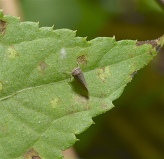 Megophthalminae