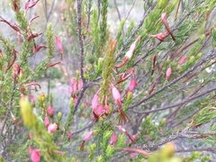 Erica plukenetii
